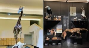 Lire la suite à propos de l’article Le Mobe à Orléans : un musée sur la Biodiversité et l’Environnement